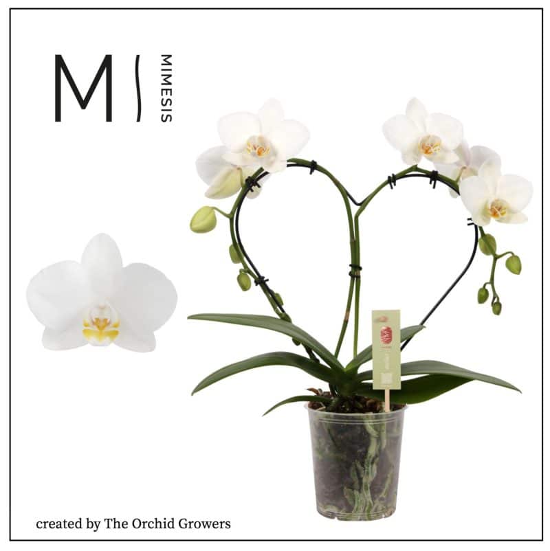 Phalaenopsis- Orchidea (White) 9/30cm