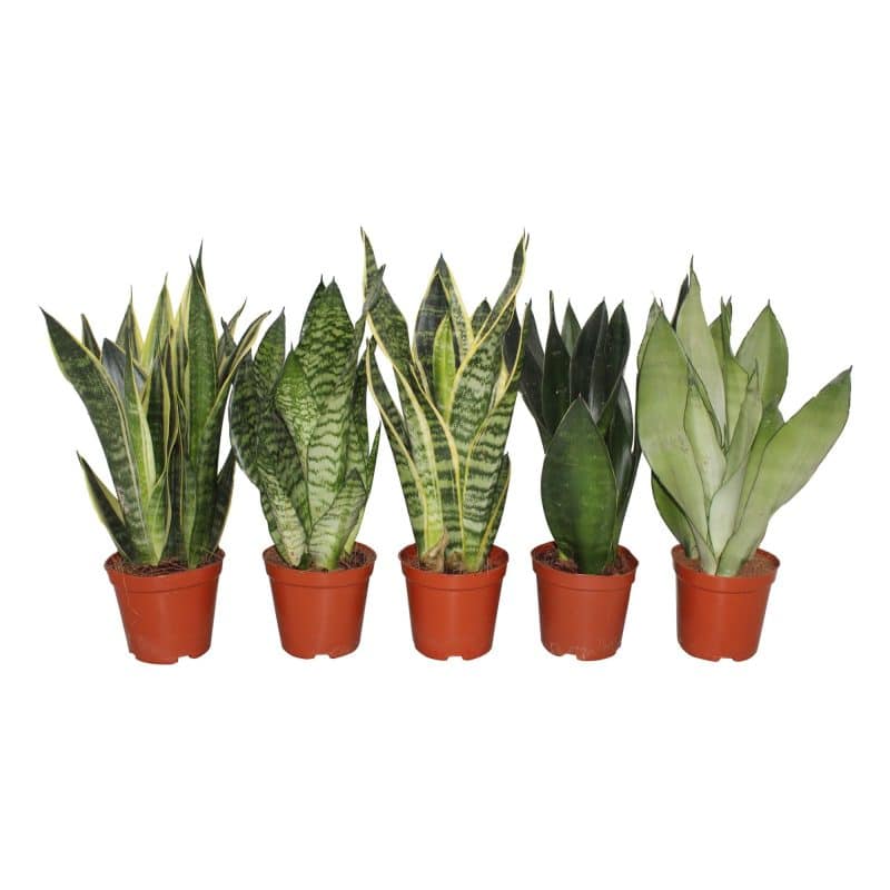 Sansevieria trifasciata- Szobai anyósnyelv (Mix) 12/35cm