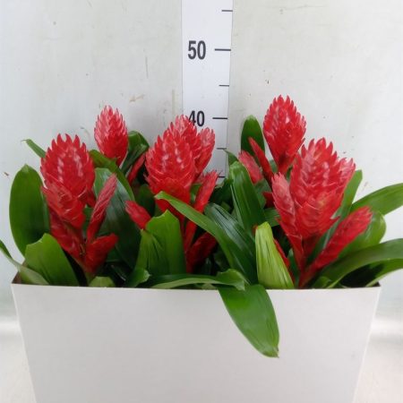 Vriesea (Venga) 13/43cm