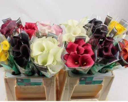 Kála-Zantedeschia (Mix) 40cm
