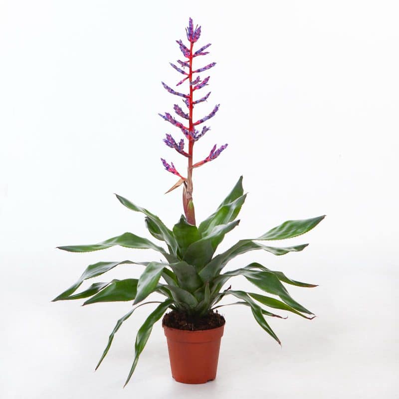 Aechmea- Lándzsarózsa (Blue Rain) 15/65cm