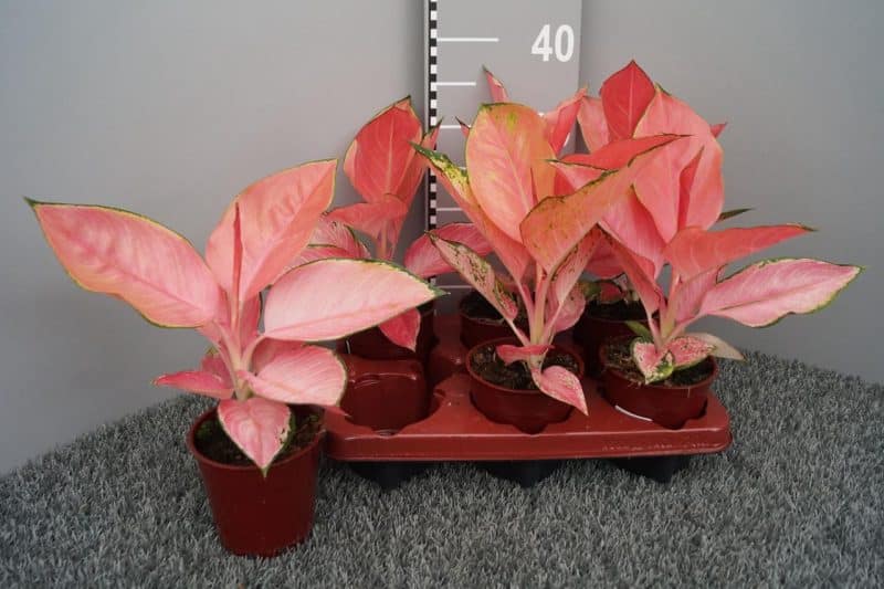 Aglaonema- Rákvirág (Flamingo) 12/30cm