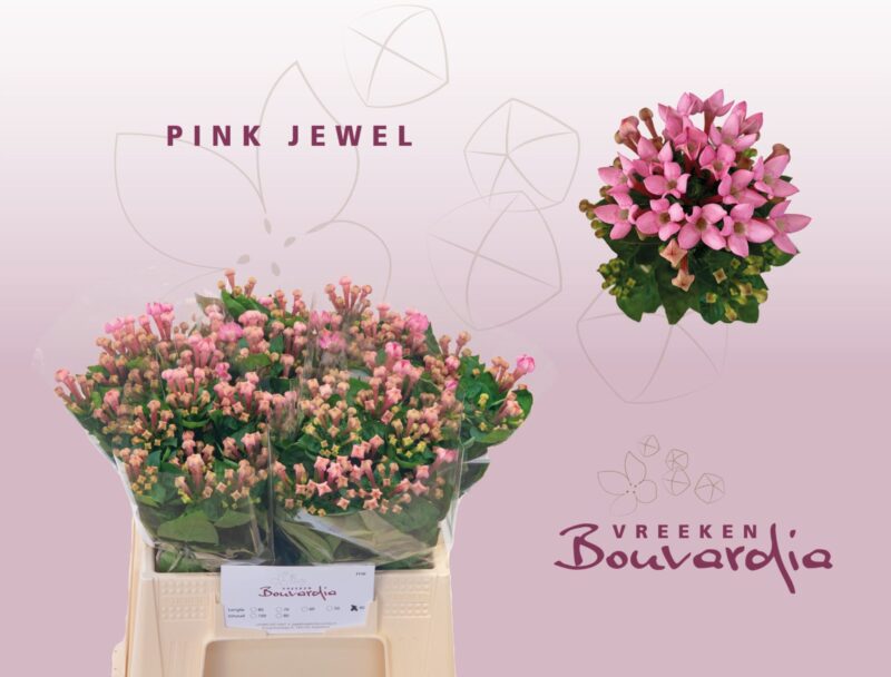 Bouvardia (Pink Jewel) 40cm