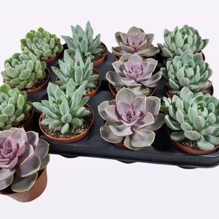 Echeveria (Mix)