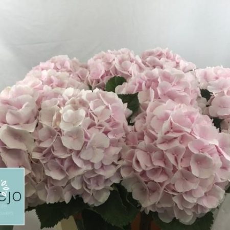 Hydrangea- Hortenzia (Sweet Verena) 50cm