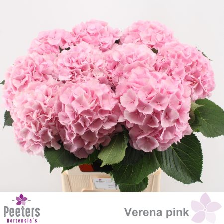 Hydrangea- Hortenzia (Verena) 50cm