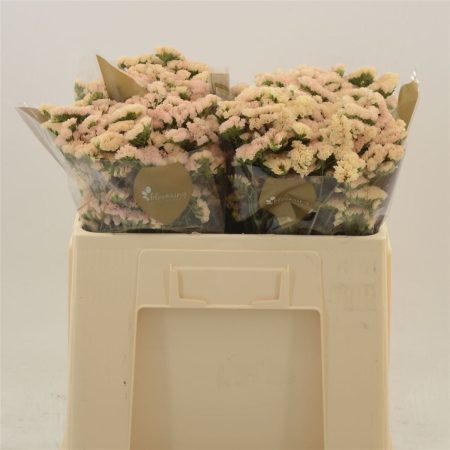Limonium (Sinuet Apricot) 50cm