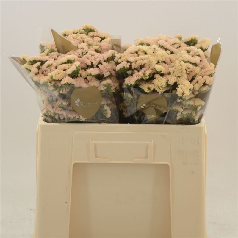 Limonium (Sinuet Apricot) 50cm