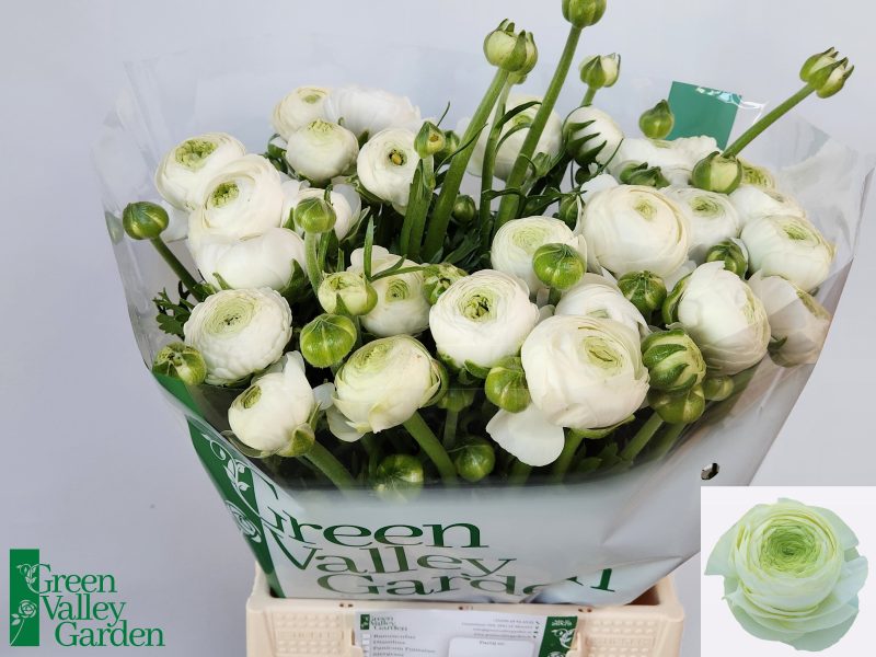 Fehér Boglárka- Ranunculus (Aazur White) 50 cm