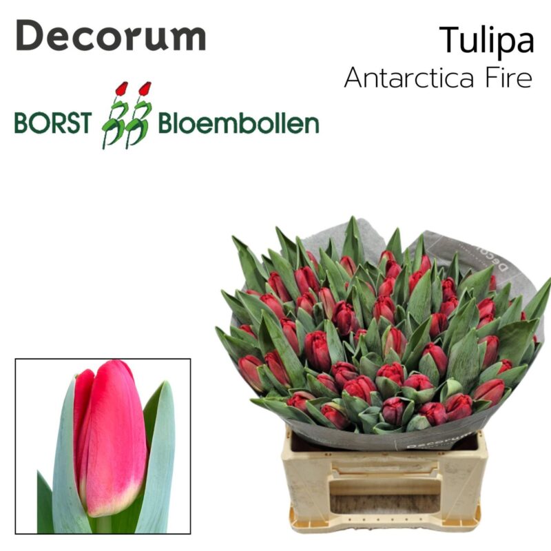 Rózsaszín Tulipán (EN Antartica Fire) 42cm NN