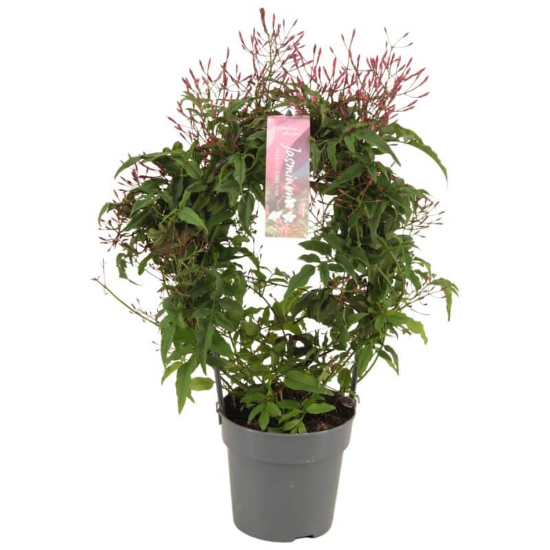 Jasmin Polyanthum- Sokvirágú Jázmin (Rose Dark Pink) 12/40cm