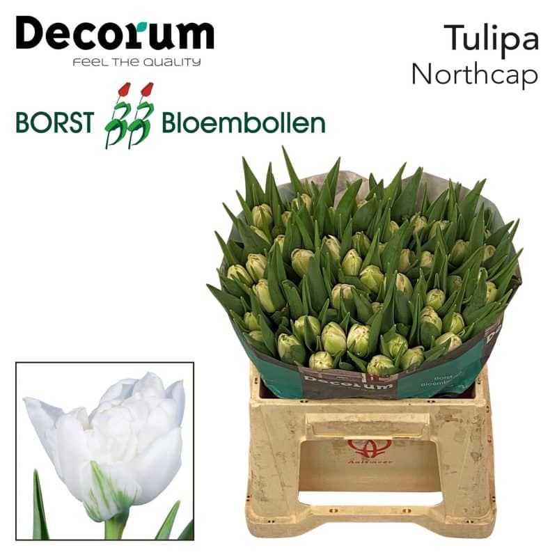 Fehér Tulipán (DU Northcap) 36cm