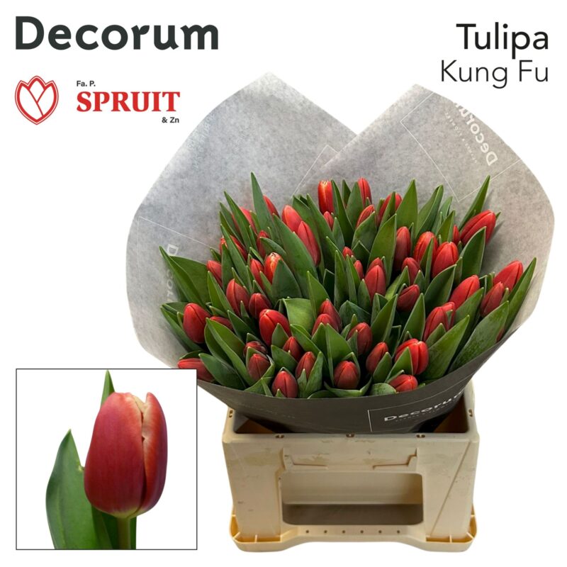 Piros/Fehér Tulipán (EN Kung-Fu) 40 cm