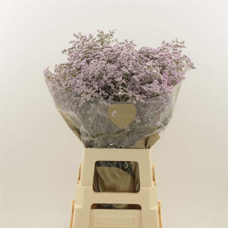 Lila Limonium (Saf Oshi Pink) 60cm