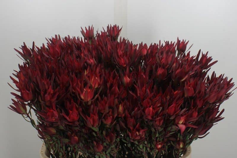 Leucadendron (Blush) 60cm