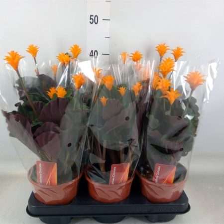 Calathea Croata- Sáfrányos Zebralevél 14/30cm