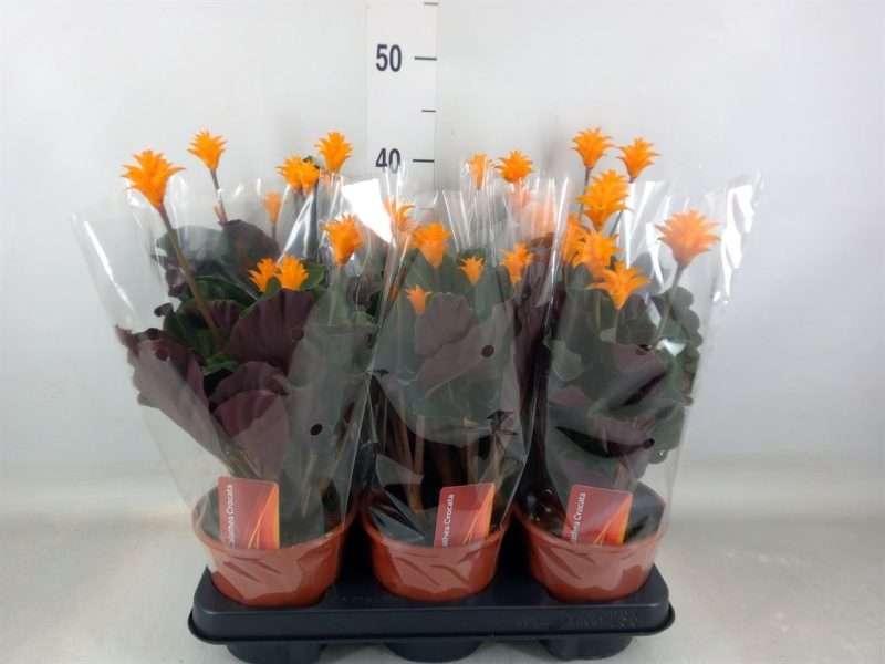 Calathea Croata- Sáfrányos Zebralevél 14/30cm