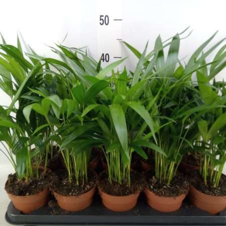 Dypsis Lutescens- Aranypálma (Chrysalidoca) 12/40cm