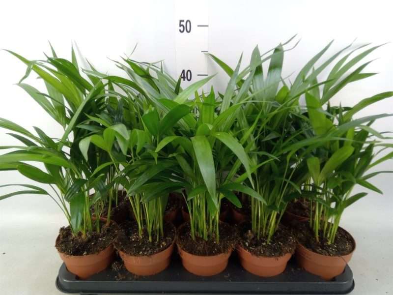 Dypsis Lutescens- Aranypálma (Chrysalidoca) 12/40cm