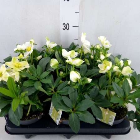 Helleborus Niger- Fekete Hunyor (Advent Star) 12/25cm