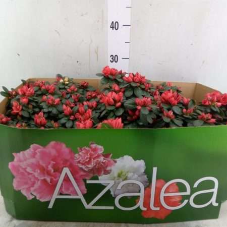 Rhododendron- Azálea (SI Glasertype ) 12/22cm