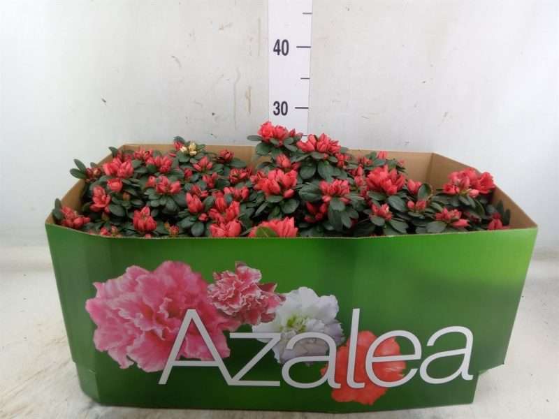 Rhododendron- Azálea (SI Glasertype ) 12/22cm