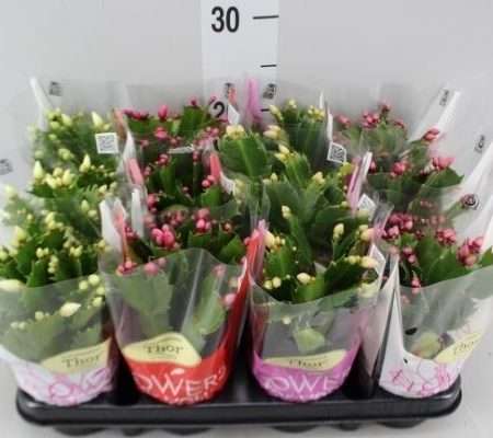 Schlumbergera- Karácsonyi kaktusz (White/Pink mix) 9/20cm