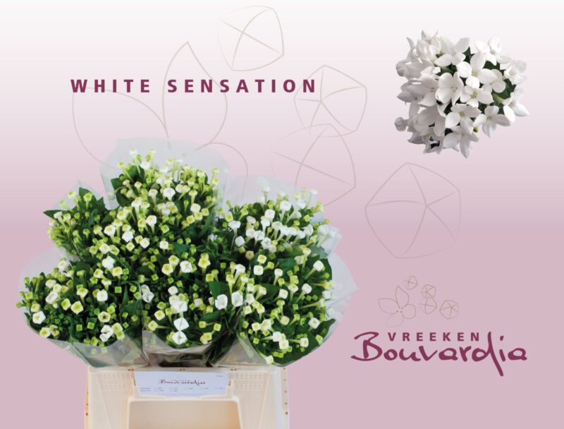 Bouvardia (White Sensation) 40cm