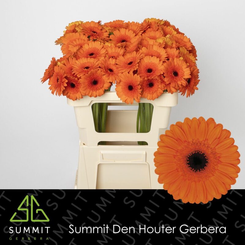 Narancs Gerbera (Mini Caramba) 50cm NN