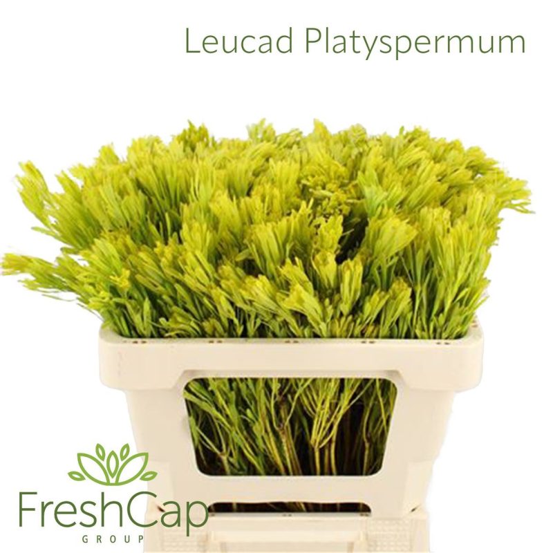 Leucadendron platyspermum 50cm