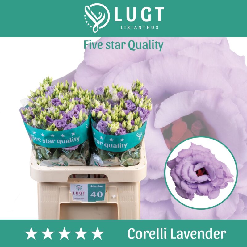 Lila Lisianthus (Corelli Levander) 70cm NN