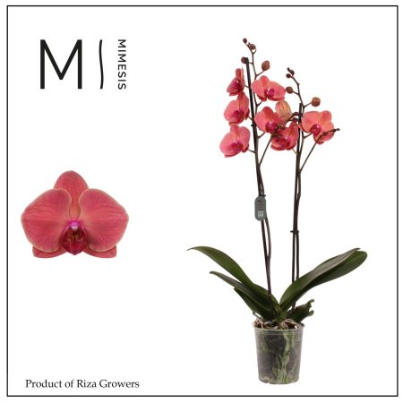 Phalaenopsis- Orchidea (Asian Coral Orange/ 2 ágú) 12/65 cm