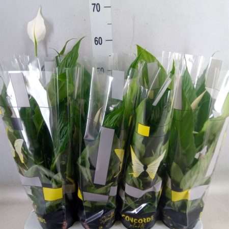 Spathiphyllum- Vitorlavirág (Sweet Chico) 13/55cm