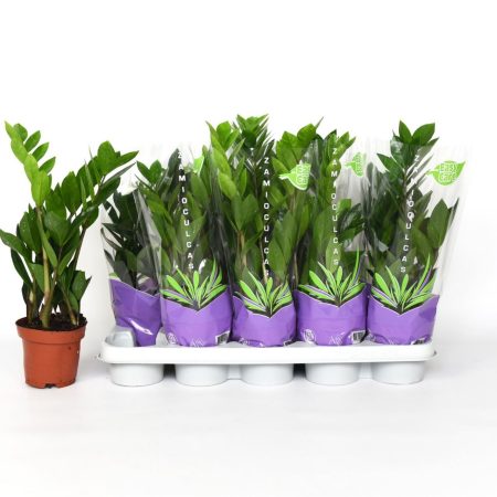 Zamioculcas Zamiifolia- Agglegénypálma 12/40cm