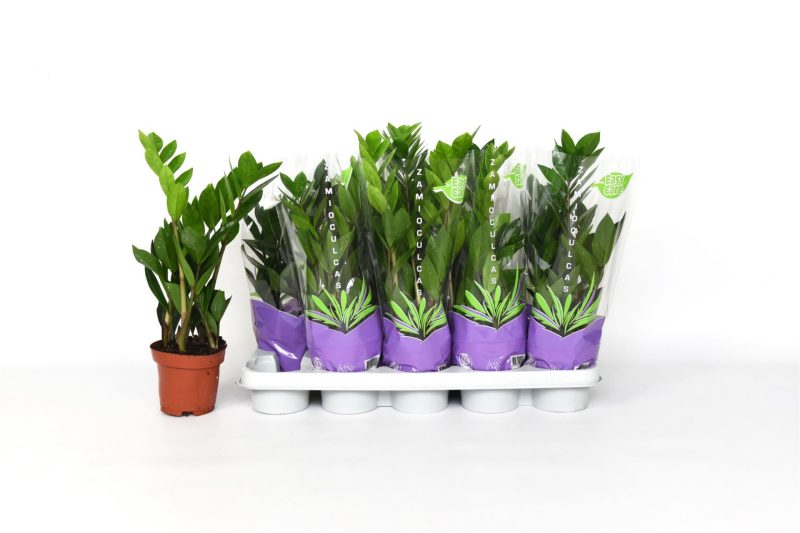 Zamioculcas Zamiifolia- Agglegénypálma 12/40cm