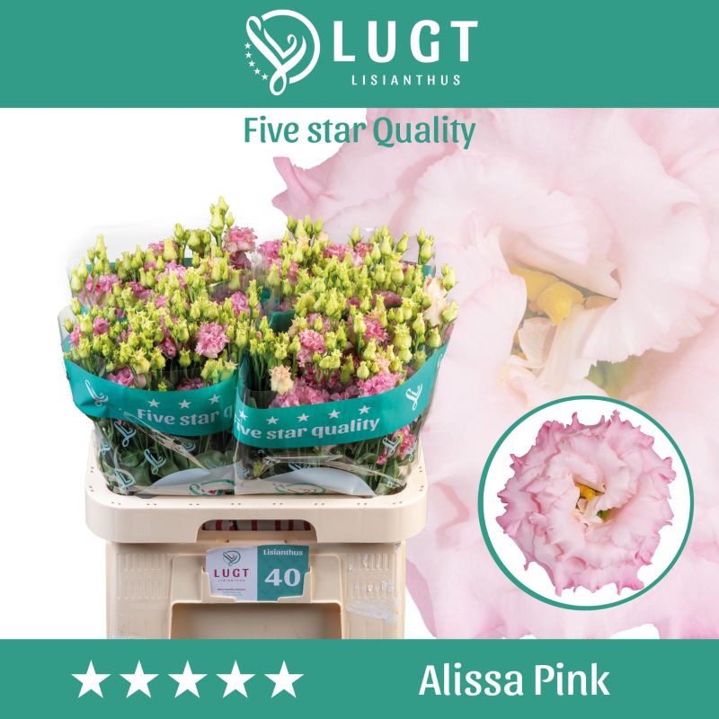 Rózsaszín Lisianthus (Double Alissa Pink) 70cm