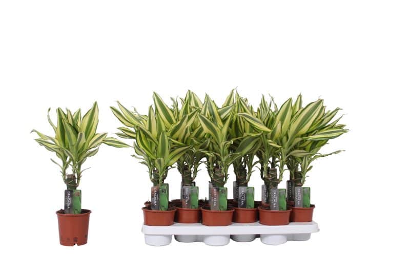 Dracaena Fragrans- Illatos Sárkányfa (Yellow Coast) 11/35cm