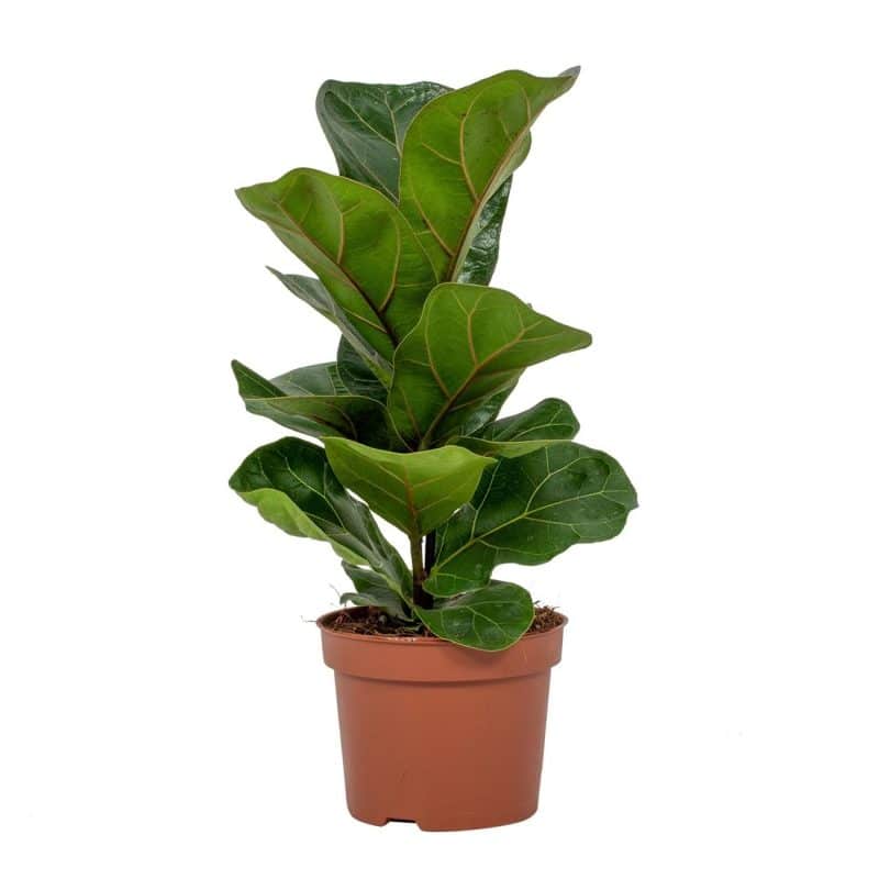 Ficus Lyarata- Lantlevelű fikusz (Bambino) 12/34 cm