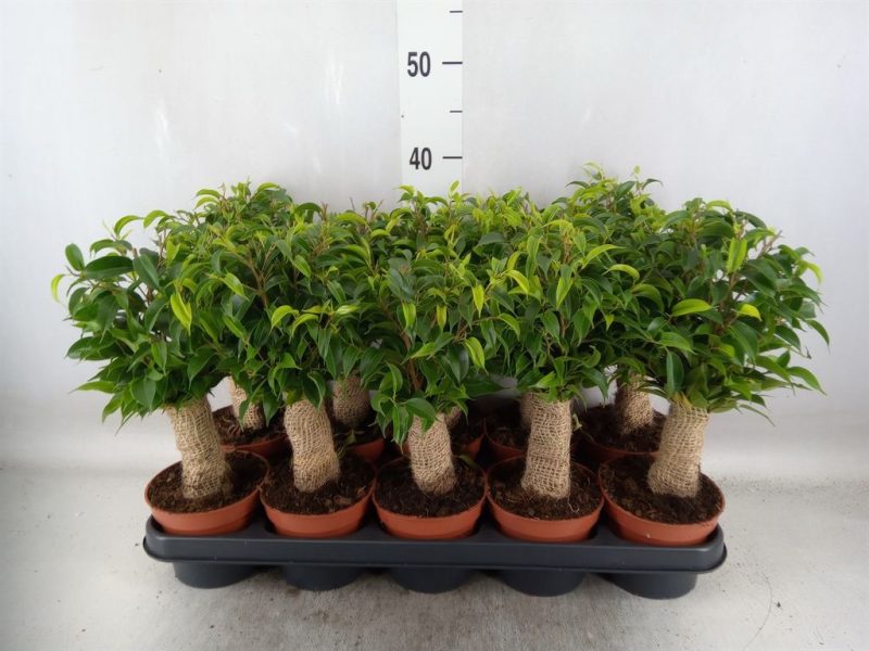 Ficus Benjamina- Kislevelű fikusz (Natasja) 12/35 cm