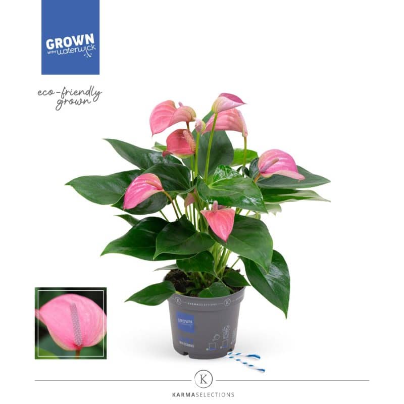 Anthurium- Flamingó (Joli) 12/40cm