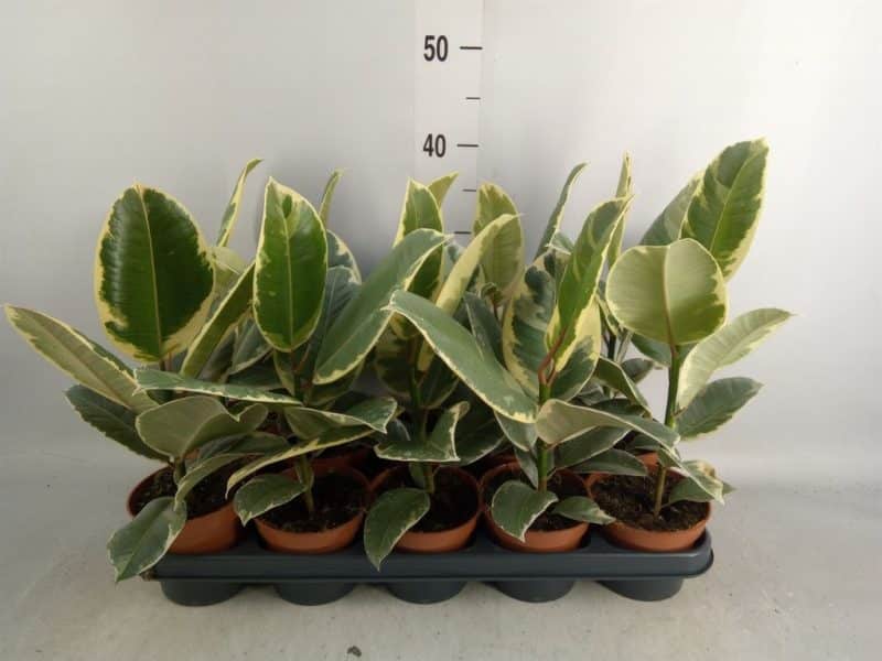 Ficus Elastica- Szobafikusz (Tineke) 12/40cm