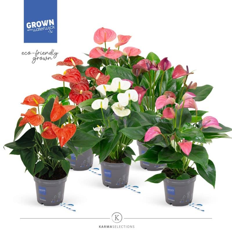 Anthurium- Flamingó (Karma Mix) 12/43cm