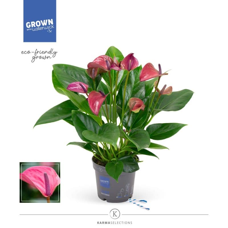 Anthurium- Flamingó (Pure Purple) 12/43cm