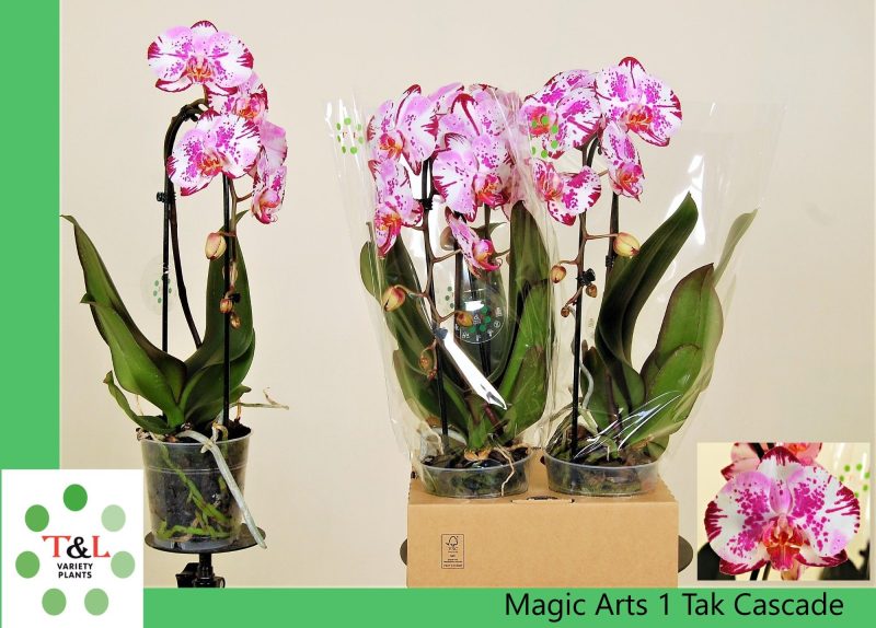 Phalaenopsis- Orchidea (Elegant Cascade - Magic Art 1ágú Mix) ) 12/50cm