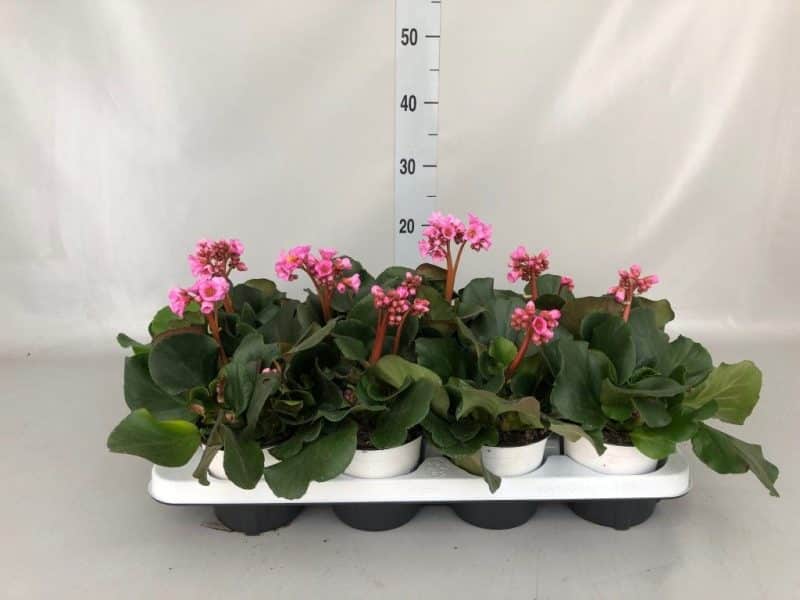 Bergenia Cordifolia- Szívlevelű bőrlevél (Rose) 13/20 cm