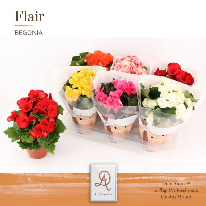 Begonia (DU Dolc' amore mix) 14/31cm