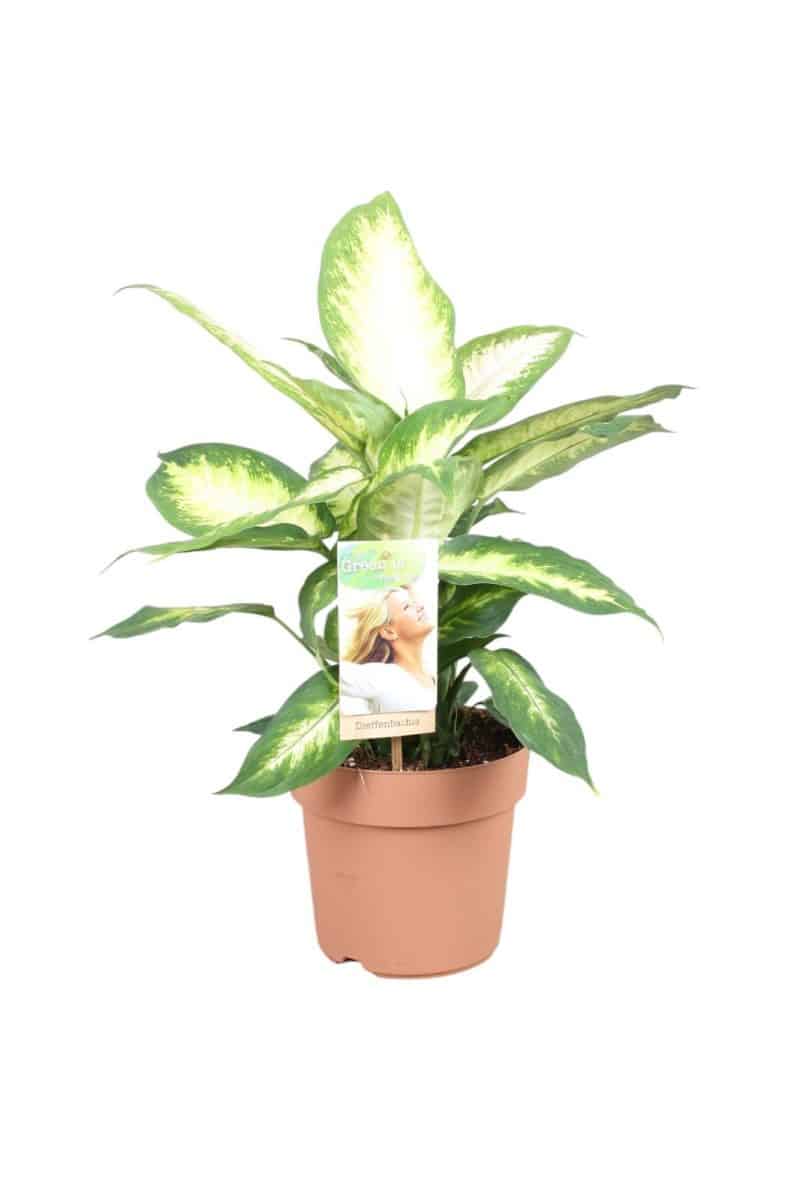 Dieffenbachia- Buzogányvirág (Camilla) 17/45 cm