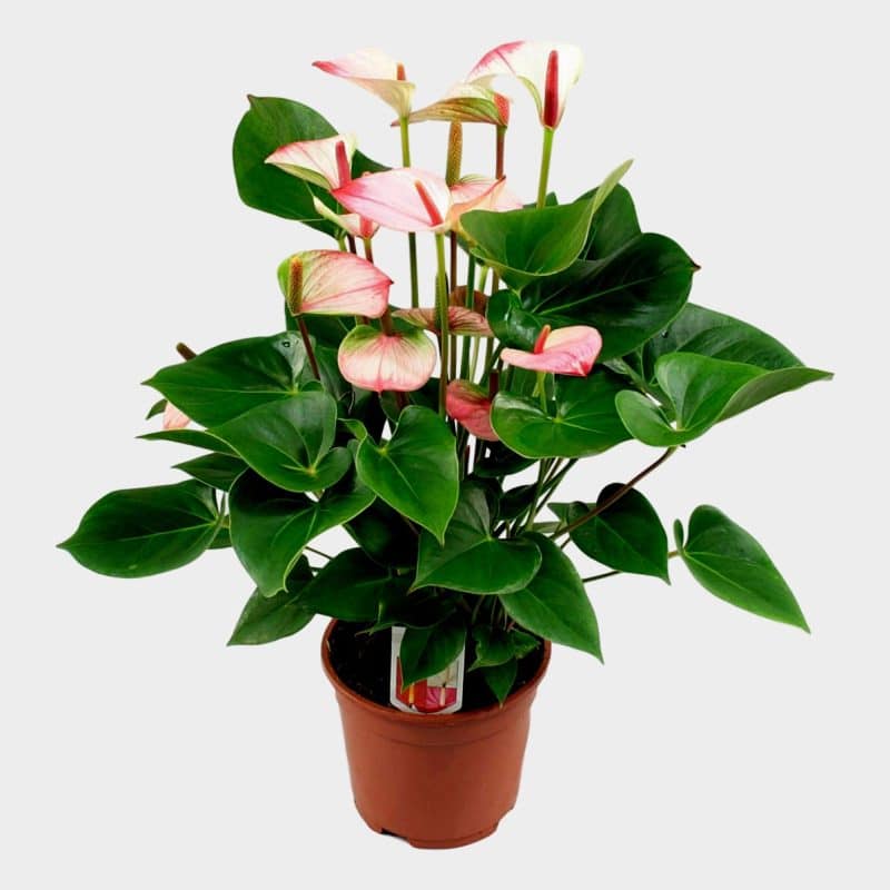 Anthurium- Flamingó (Amalia Elegance Pink/White) 17/55cm