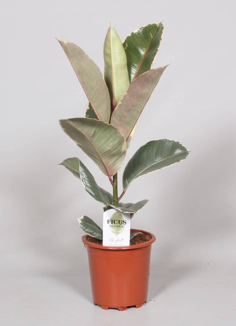 Ficus Elastica- Szobafikusz (Tineke) 17/60cm