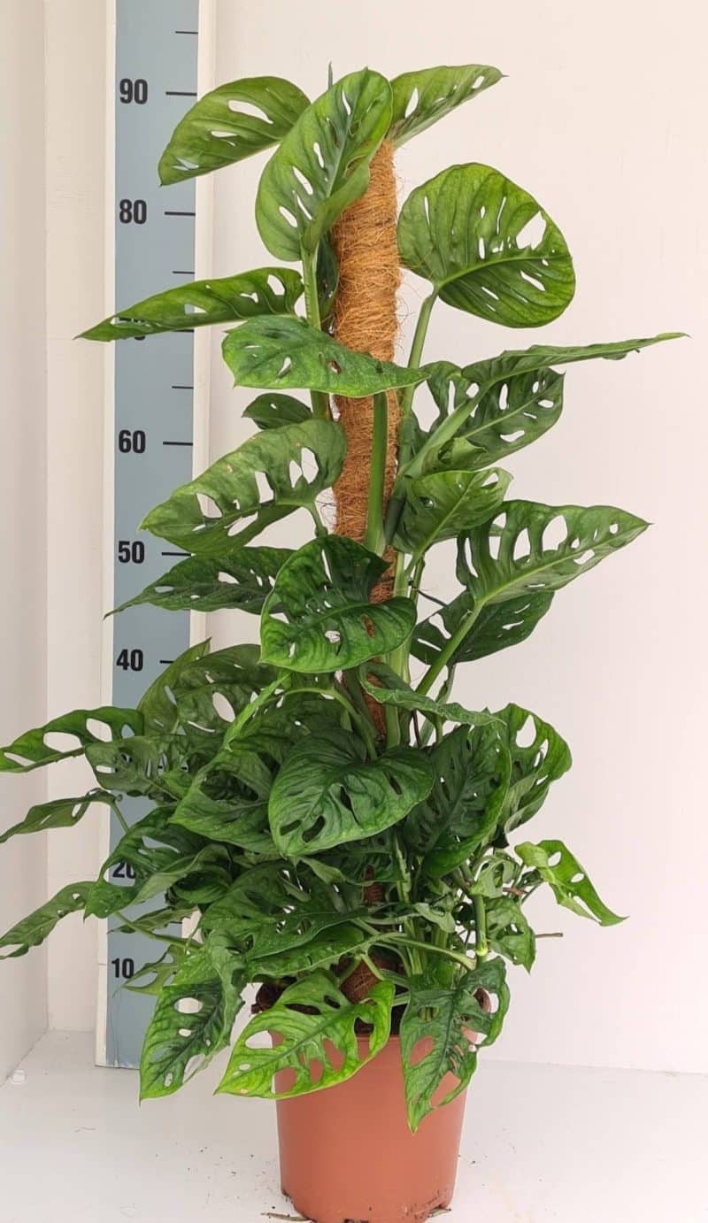 Monstera Obliqua- Könnyezőpálma (Monkey Mask) 19/80cm